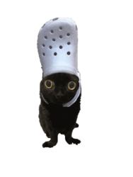 Your Surripacat Companion